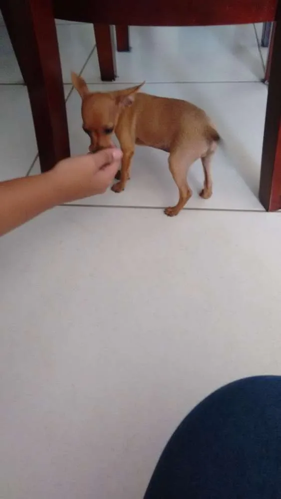 Cachorro ra a Pinscher idade 2 a 6 meses nome Duda