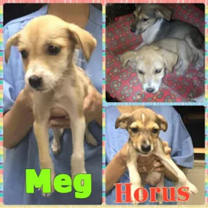 Cachorro raça SRD idade 2 a 6 meses nome Meg e Horus