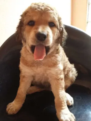 Cachorro raça Sdr idade Abaixo de 2 meses nome Filhotes fêmea 