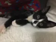 Jasmine