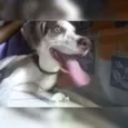 Bela