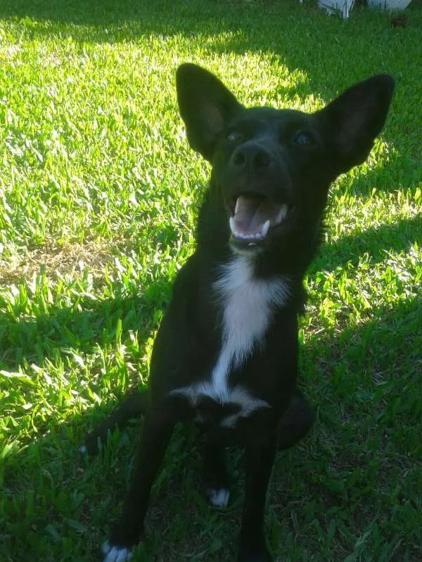 Cachorro ra a sem  idade 7 a 11 meses nome Cacau