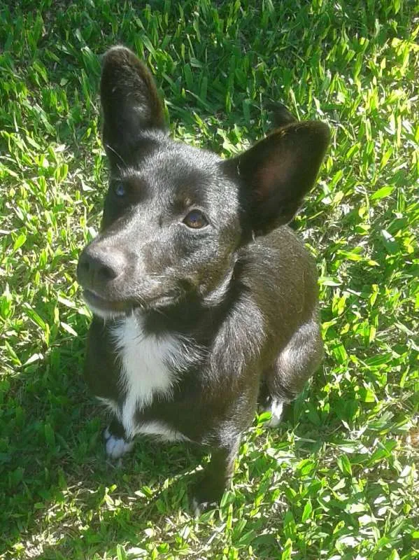 Cachorro ra a sem  idade 7 a 11 meses nome Cacau