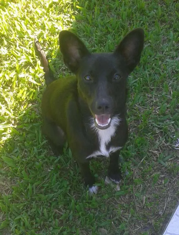 Cachorro ra a sem  idade 7 a 11 meses nome Cacau