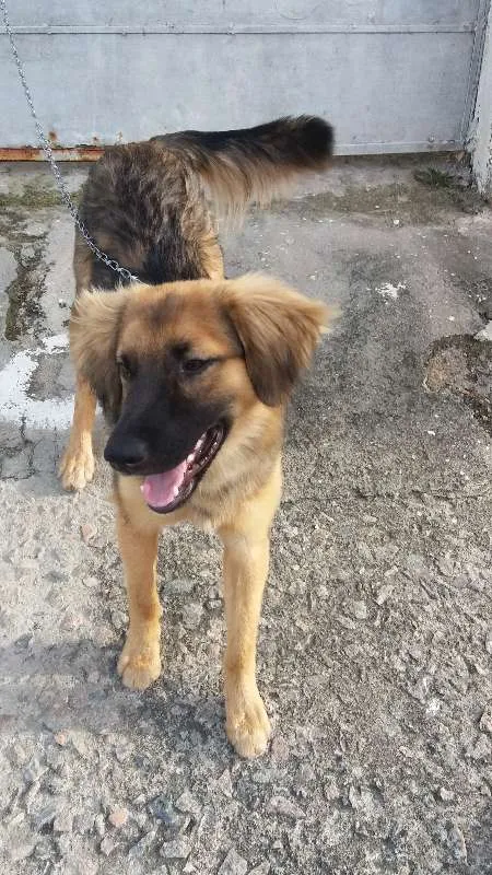 Cachorro ra a  idade 7 a 11 meses nome Ducky