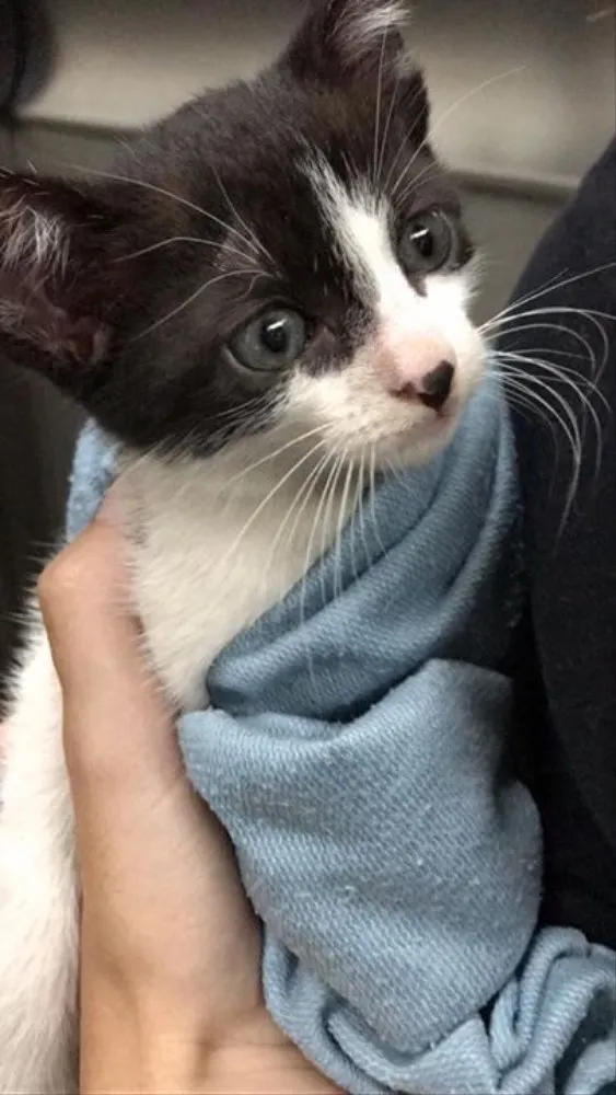 Gato ra a Não sei  idade Abaixo de 2 meses nome Sem nome 