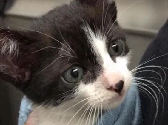 Gato ra a Não sei  idade Abaixo de 2 meses nome Sem nome 