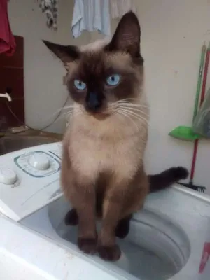 Gato raça siames idade 1 ano nome caiçara