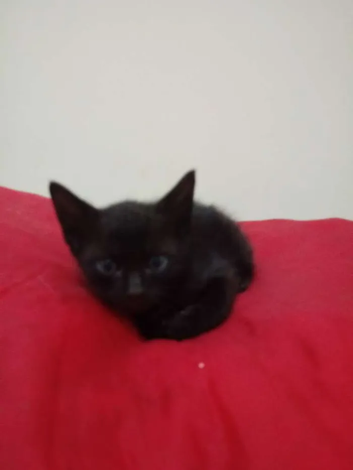 Gato ra a Srd idade Abaixo de 2 meses nome Bebes