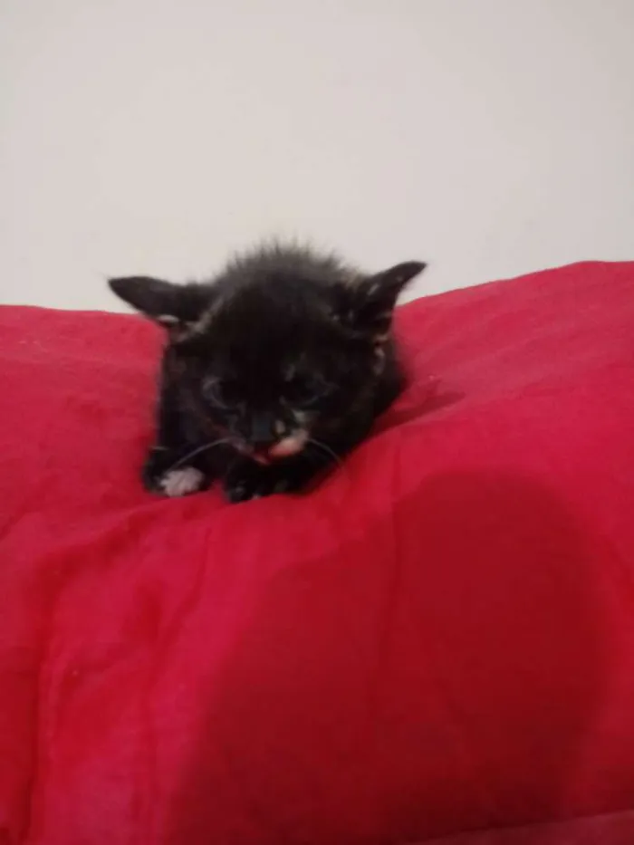 Gato ra a Srd idade Abaixo de 2 meses nome Bebes