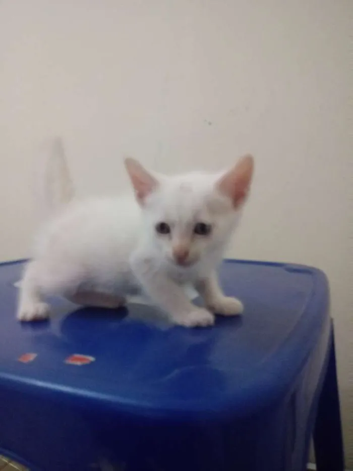 Gato ra a Srd idade Abaixo de 2 meses nome Bebes