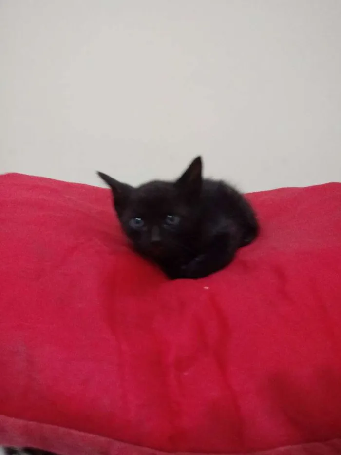 Gato ra a Srd idade Abaixo de 2 meses nome Bebes