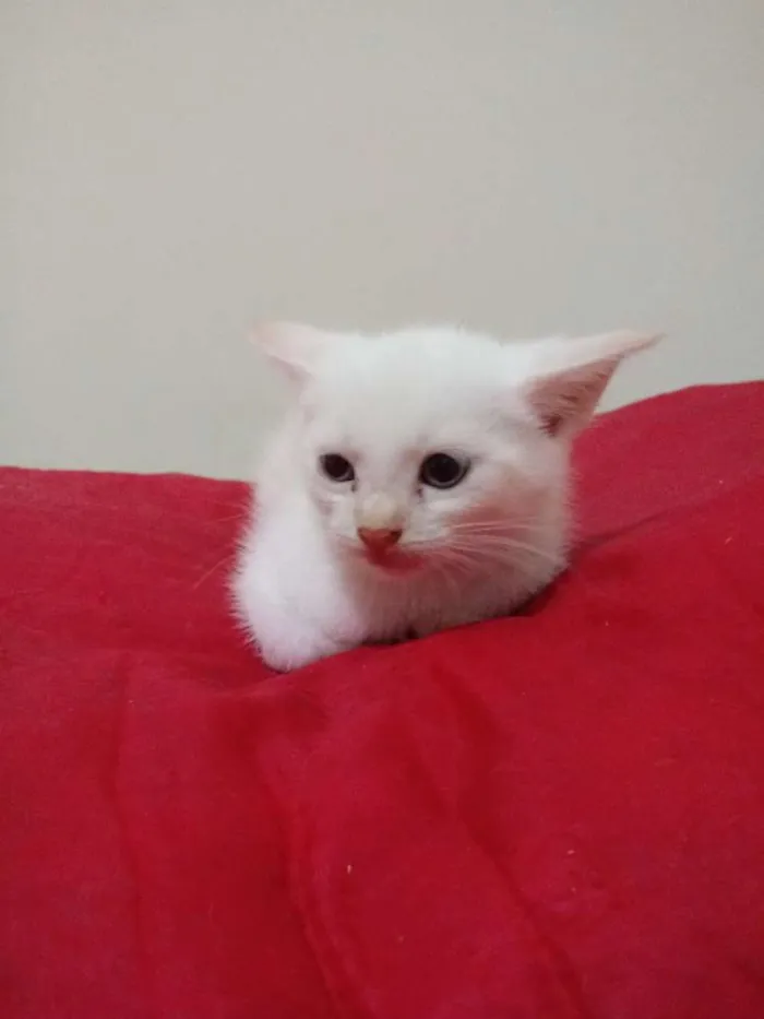 Gato ra a Srd idade Abaixo de 2 meses nome Bebes