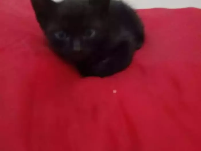 Gato ra a Srd idade Abaixo de 2 meses nome Bebes