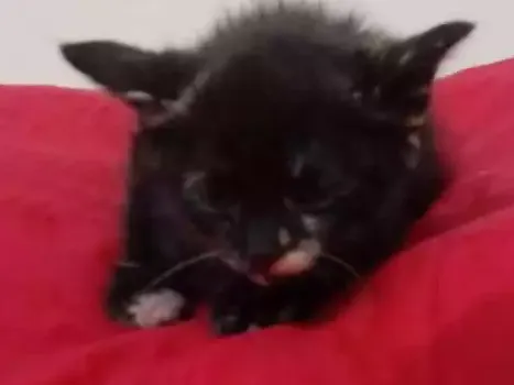Gato ra a Srd idade Abaixo de 2 meses nome Bebes