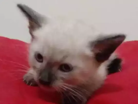 Gato ra a Srd idade Abaixo de 2 meses nome Bebes