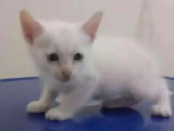 Gato ra a Srd idade Abaixo de 2 meses nome Bebes