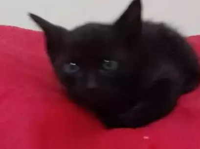 Gato ra a Srd idade Abaixo de 2 meses nome Bebes