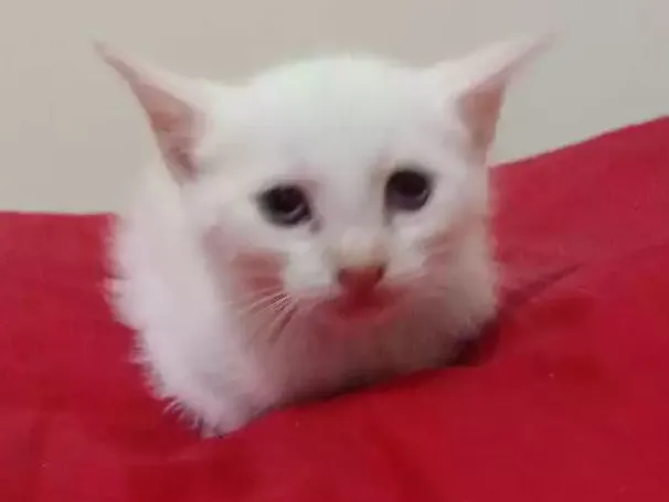 Gato ra a Srd idade Abaixo de 2 meses nome Bebes