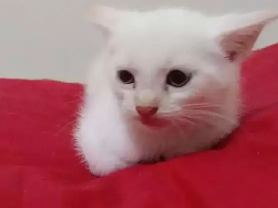 Gato ra a Srd idade Abaixo de 2 meses nome Bebes