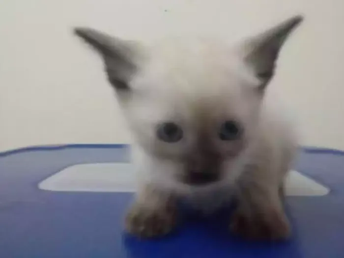 Gato ra a Srd idade Abaixo de 2 meses nome Bebes