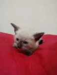 Bebe