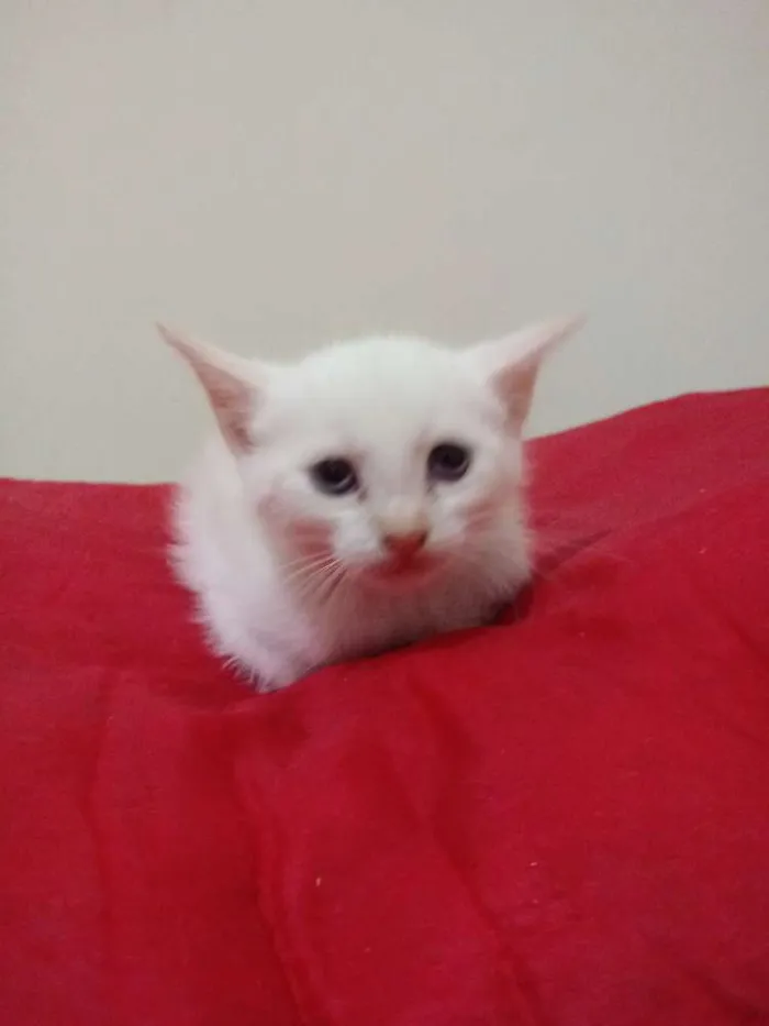 Gato ra a Srd idade Abaixo de 2 meses nome Bebe