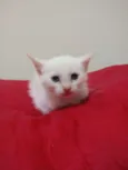 Bebe