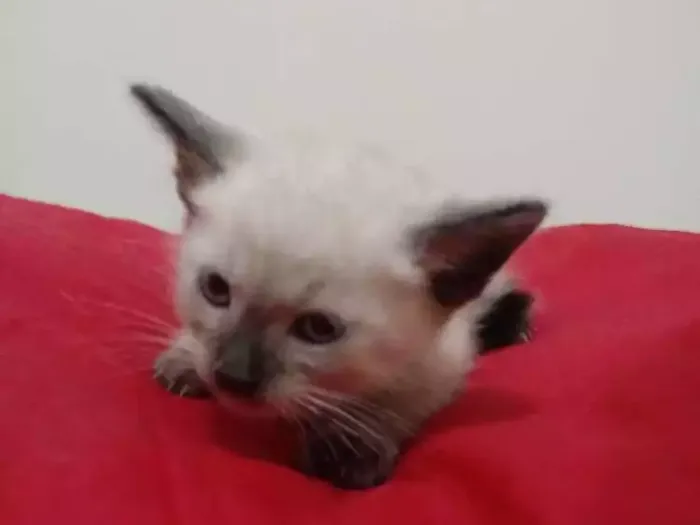 Gato ra a Srd idade Abaixo de 2 meses nome Bebe