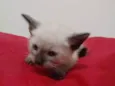 Bebe