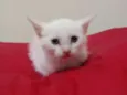 Bebe