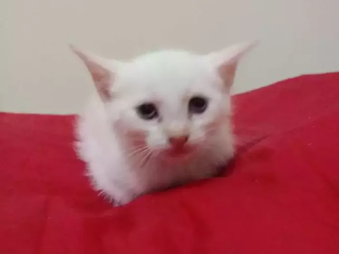 Gato ra a Srd idade Abaixo de 2 meses nome Bebe
