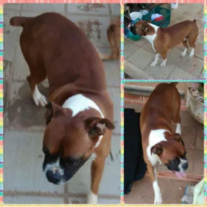 Cachorro raça Boxer idade 3 anos nome Max