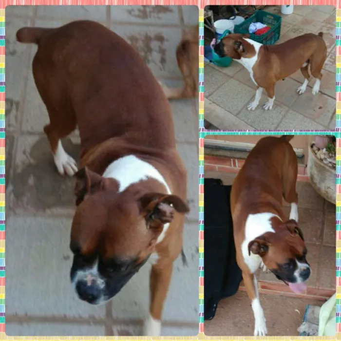 Cachorro ra a Boxer idade 3 anos nome Max