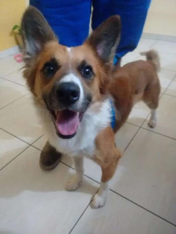 Cachorro ra a SRD idade 7 a 11 meses nome Simba