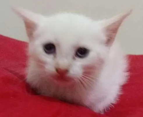 Gato ra a Srd idade Abaixo de 2 meses nome Bebe
