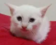 Bebe