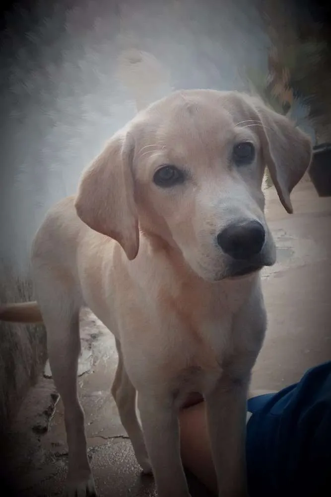 Cachorro ra a Labrador idade 2 a 6 meses nome Max