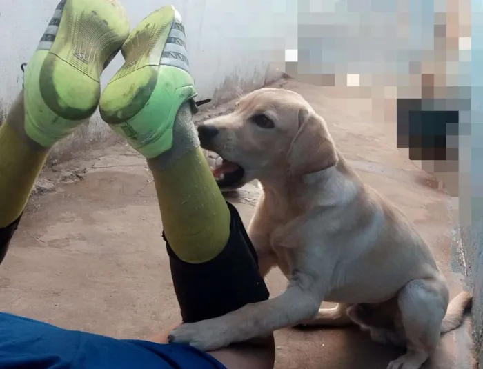 Cachorro ra a Labrador idade 2 a 6 meses nome Max