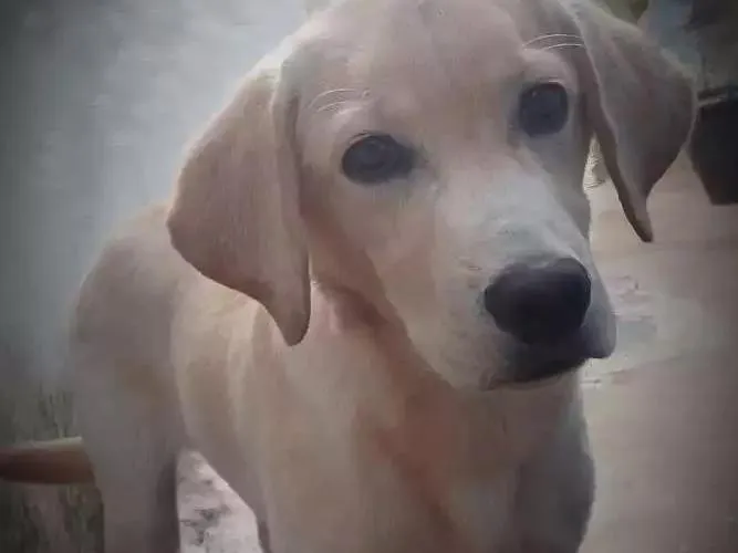 Cachorro ra a Labrador idade 2 a 6 meses nome Max