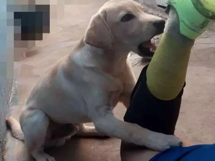 Cachorro ra a Labrador idade 2 a 6 meses nome Max