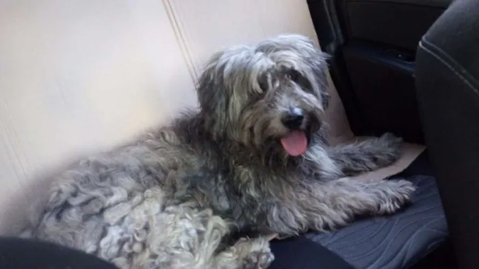 Cachorro raça SRD idade 1 ano nome Dudu