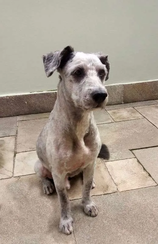 Cachorro raça SRD idade 1 ano nome Dudu