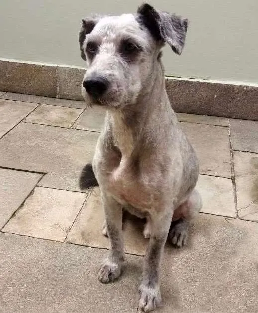 Cachorro raça SRD idade 1 ano nome Dudu