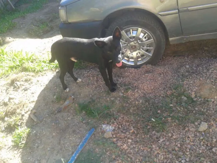Cachorro ra a SRD idade 1 ano nome não tem 
