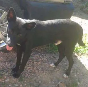 Cachorro raça SRD idade 1 ano nome não tem 