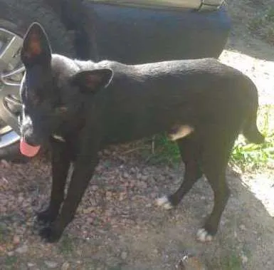 Cachorro ra a SRD idade 1 ano nome não tem 