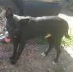 Cachorro raça SRD idade 1 ano nome não tem 