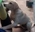 Cachorro raça Labrador idade 2 a 6 meses nome Max
