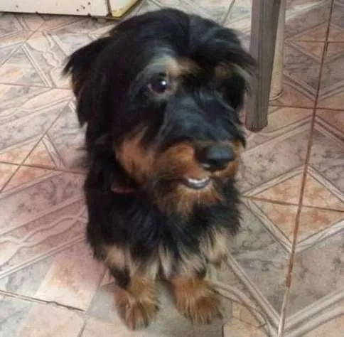 Cachorro ra a srd idade 3 anos nome Billy